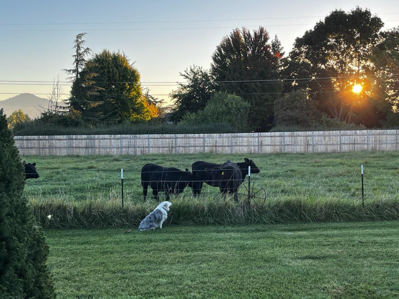826 Oak Grove Road Medford, OR 97501 - Photo 49 of 69 Dog and cattle