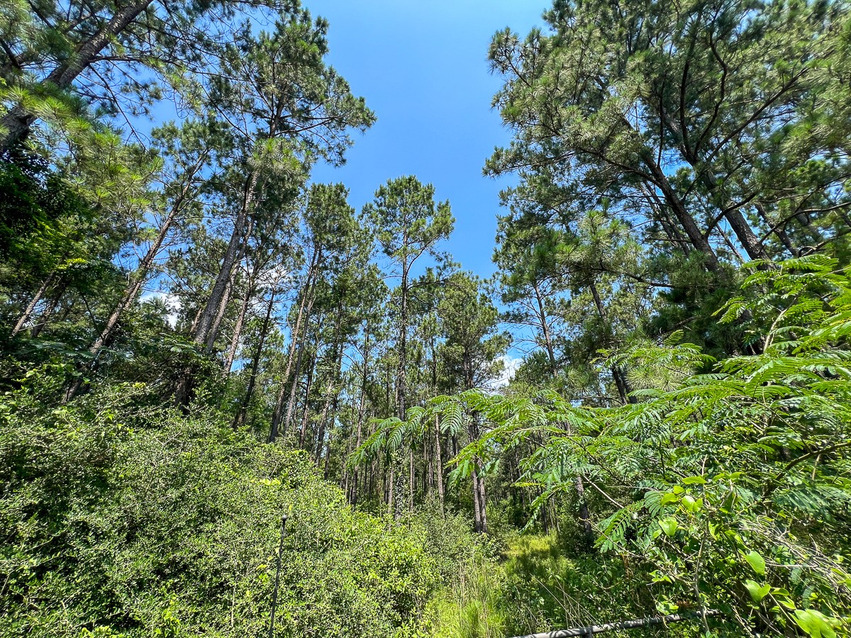 3 Fodice 2 Road Lovelady, TX 75851 - Photo 6 of 12