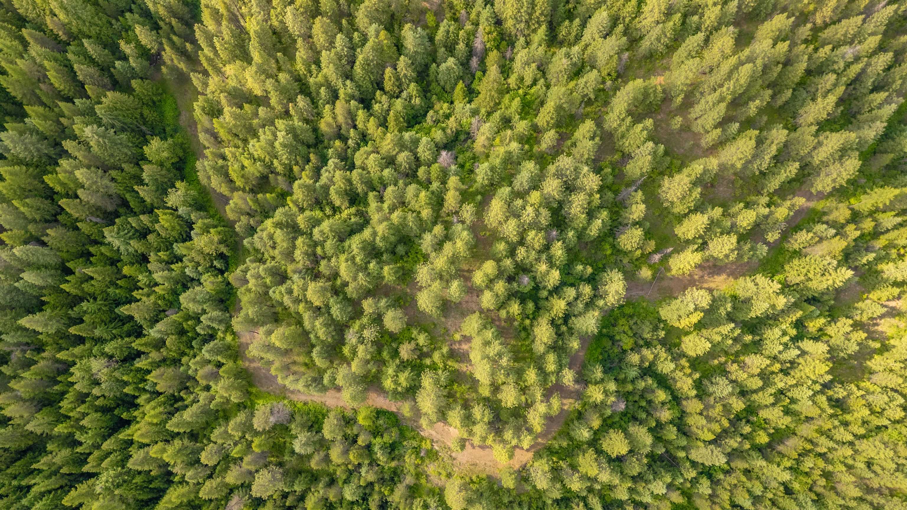 0 Buck Creek Road Loon Lake, WA 99148 - Photo 16 of 26