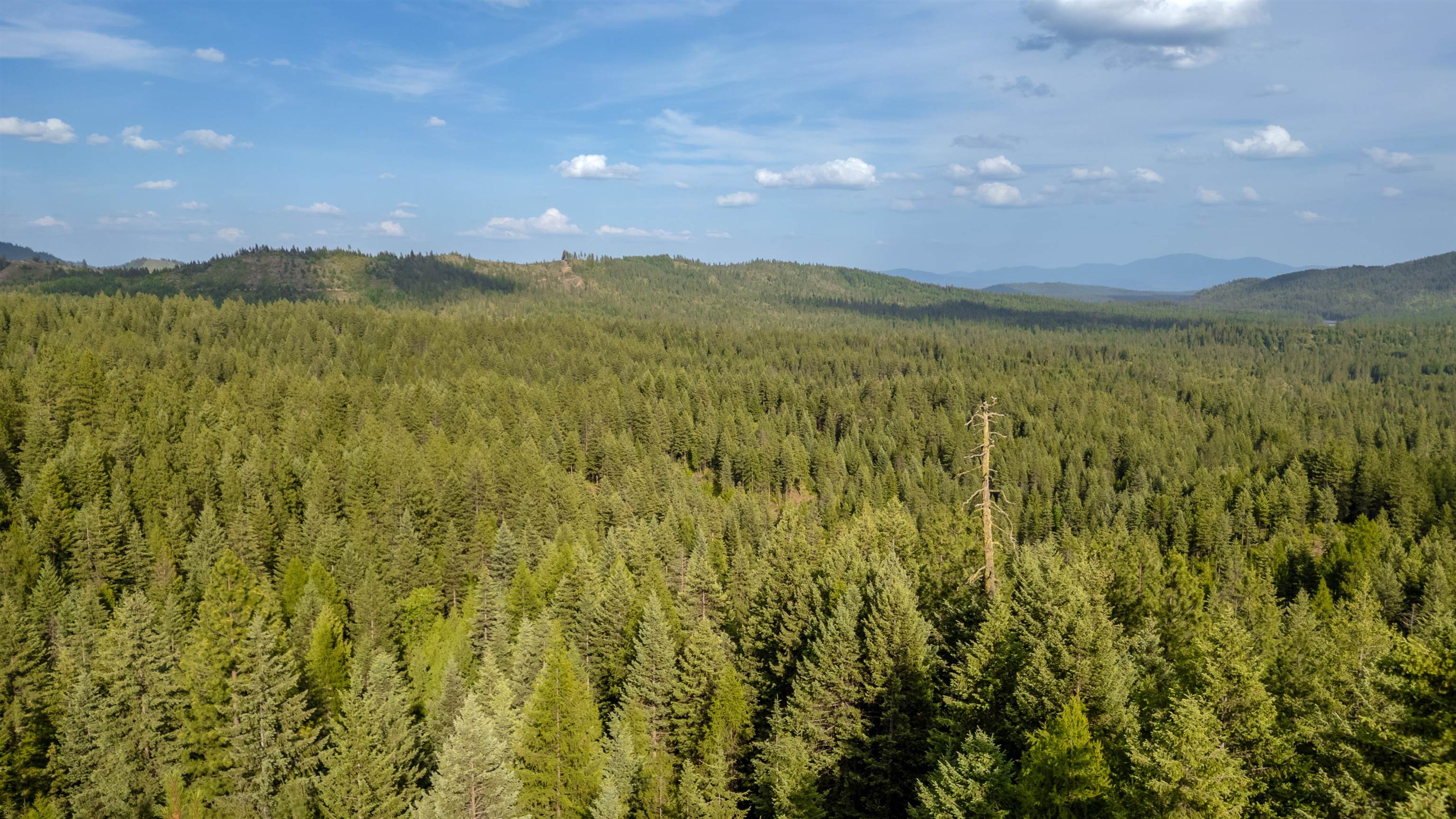 0 Buck Creek Road Loon Lake, WA 99148 - Photo 18 of 26