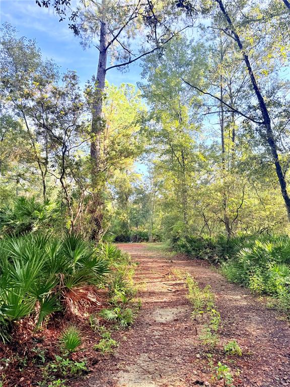 7324 Northwest 152nd Place Alachua, FL 32615 - Photo 11 of 44 a view of a yard with a tree