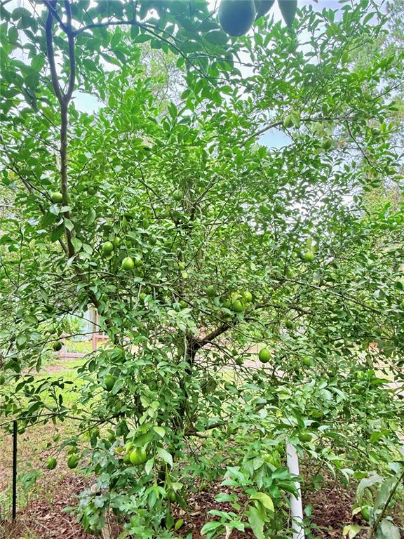 7324 Northwest 152nd Place Alachua, FL 32615 - Photo 25 of 44 a view of a lush green forest