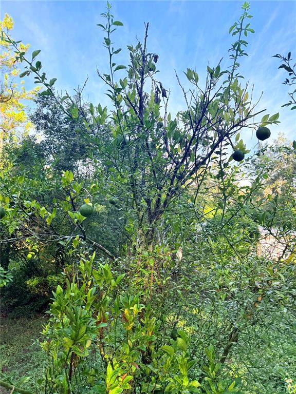 7324 Northwest 152nd Place Alachua, FL 32615 - Photo 3 of 44 a backyard of a house with lots of green space