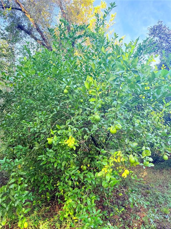 7324 Northwest 152nd Place Alachua, FL 32615 - Photo 4 of 44 a view of a plant