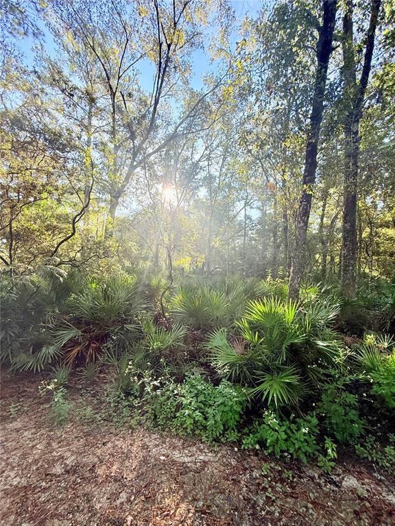7324 Northwest 152nd Place Alachua, FL 32615 - Photo 10 of 44 a backyard of a house with lots of green space
