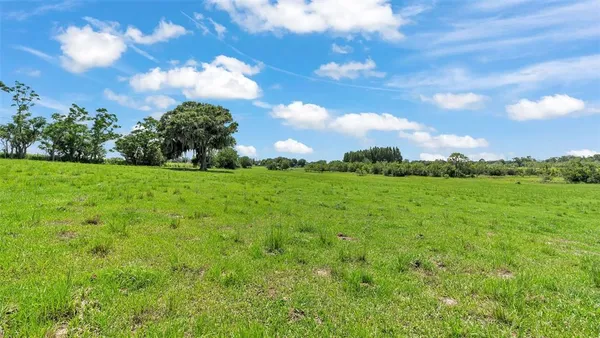 a view of a big yard with large trees