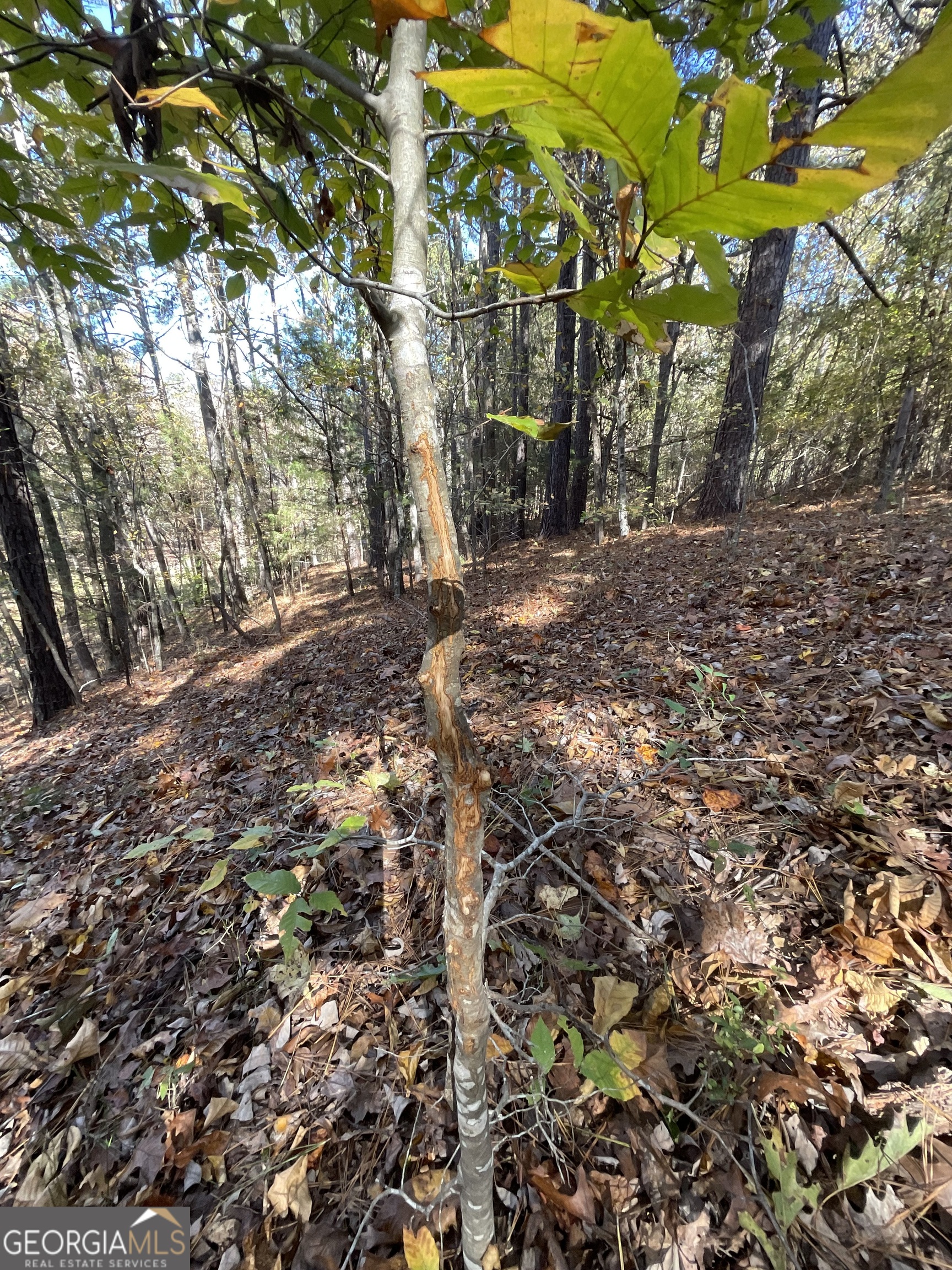 501 Raleigh Road Woodbury, GA 30293 - Photo 61 of 94