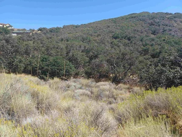 a view of a dry yard with trees in the background