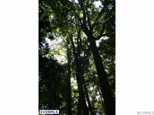 5 Mill Road Powhatan, VA 23139 - Photo 3 of 8 Other - Towering woods