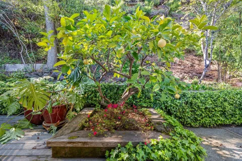 a bunch of flowers in a garden