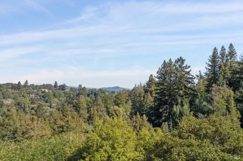 a view of a bunch of trees in a field