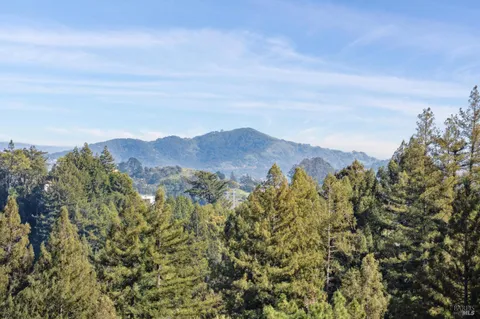a view of a bunch of trees in a field