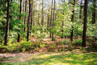 Lot 13 Cedar Meadows Road Aiken, SC 29803 - Photo 1 of 1