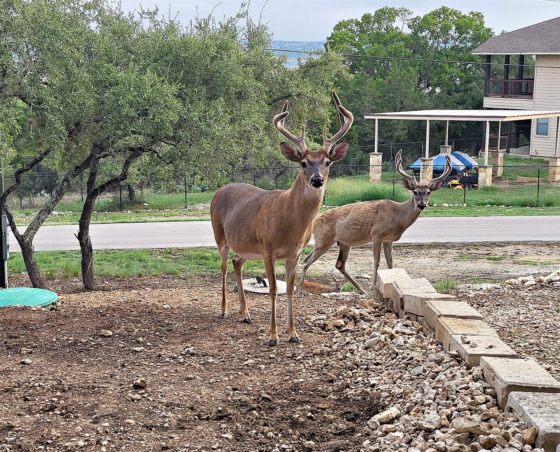 1526 Lakeside Drive West Canyon Lake, TX 78133 - Photo 33 of 35 Some of our daily visitors stopping by for a treat. They never fail to brighten our day!