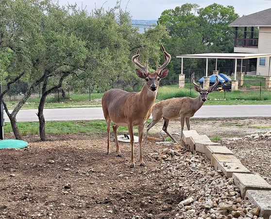 $2,990 | 1526 Lakeside Drive West, Canyon Lake, TX 78133