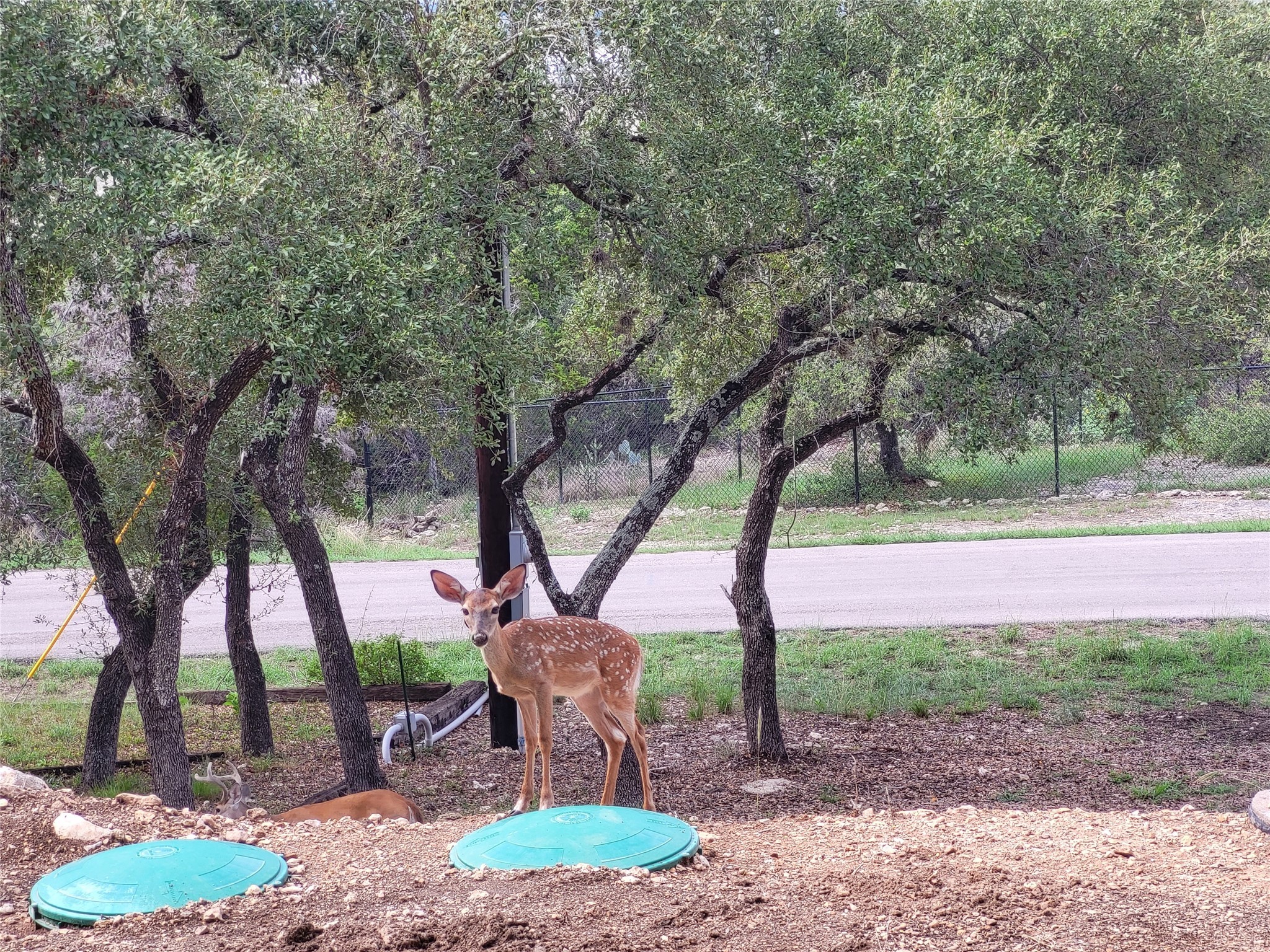 1526 Lakeside Drive West Canyon Lake, TX 78133 - Photo 34 of 35 Spring will come faster than you think and the fawns are so adorable!