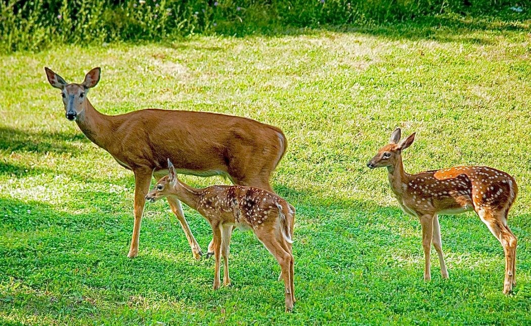 1526 Lakeside Drive West Canyon Lake, TX 78133 - Photo 35 of 35