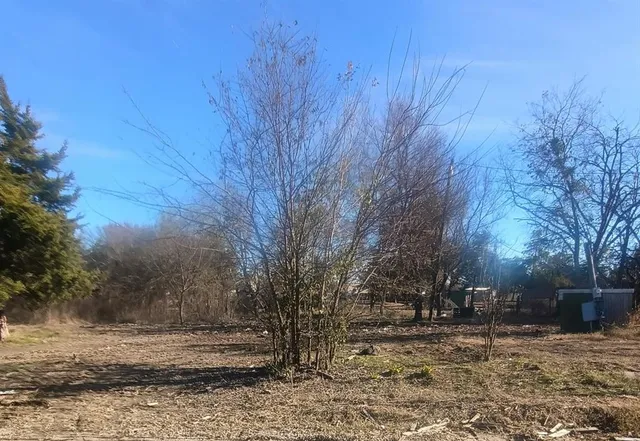 a view of a yard with a tree