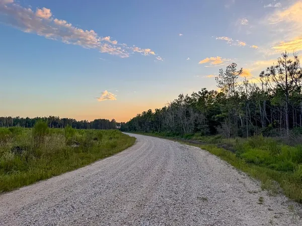 a view of a lush green forest