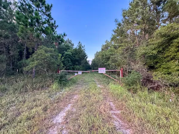 a view of a lush green forest