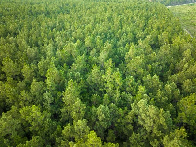 a view of a lush green forest