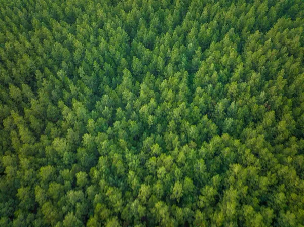 $325,732 | T-2 T-2 Starks Big Woods Rd Lake, Starks, LA 70661