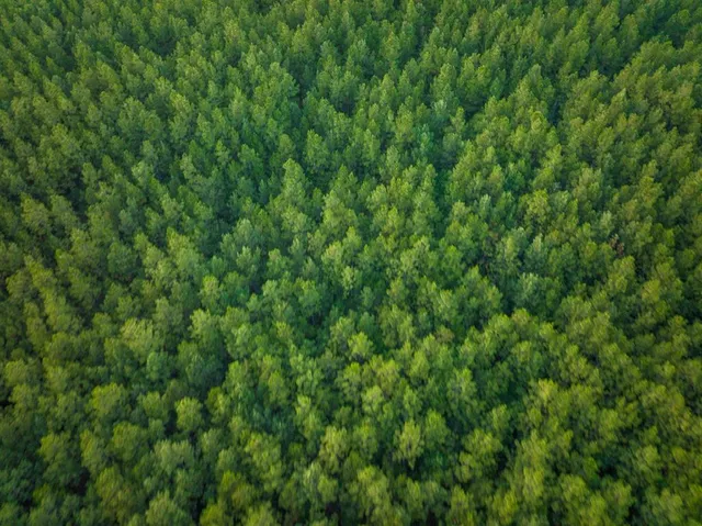 $325,732 | T-2 T-2 Starks Big Woods Rd Lake, Starks, LA 70661