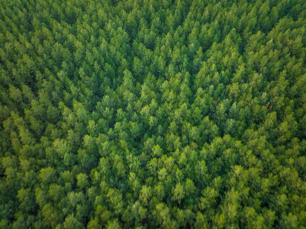 T-2 T-2 Starks Big Woods Rd Lake Starks, LA 70661 - Photo 17 of 17 a view of a lush green forest
