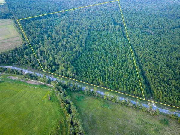 a view of a yard with a plant