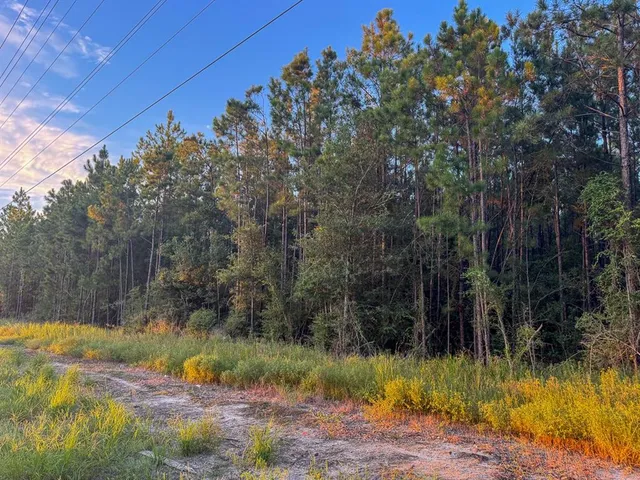a view of backyard with green space