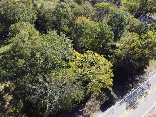 a view of a garden with large trees