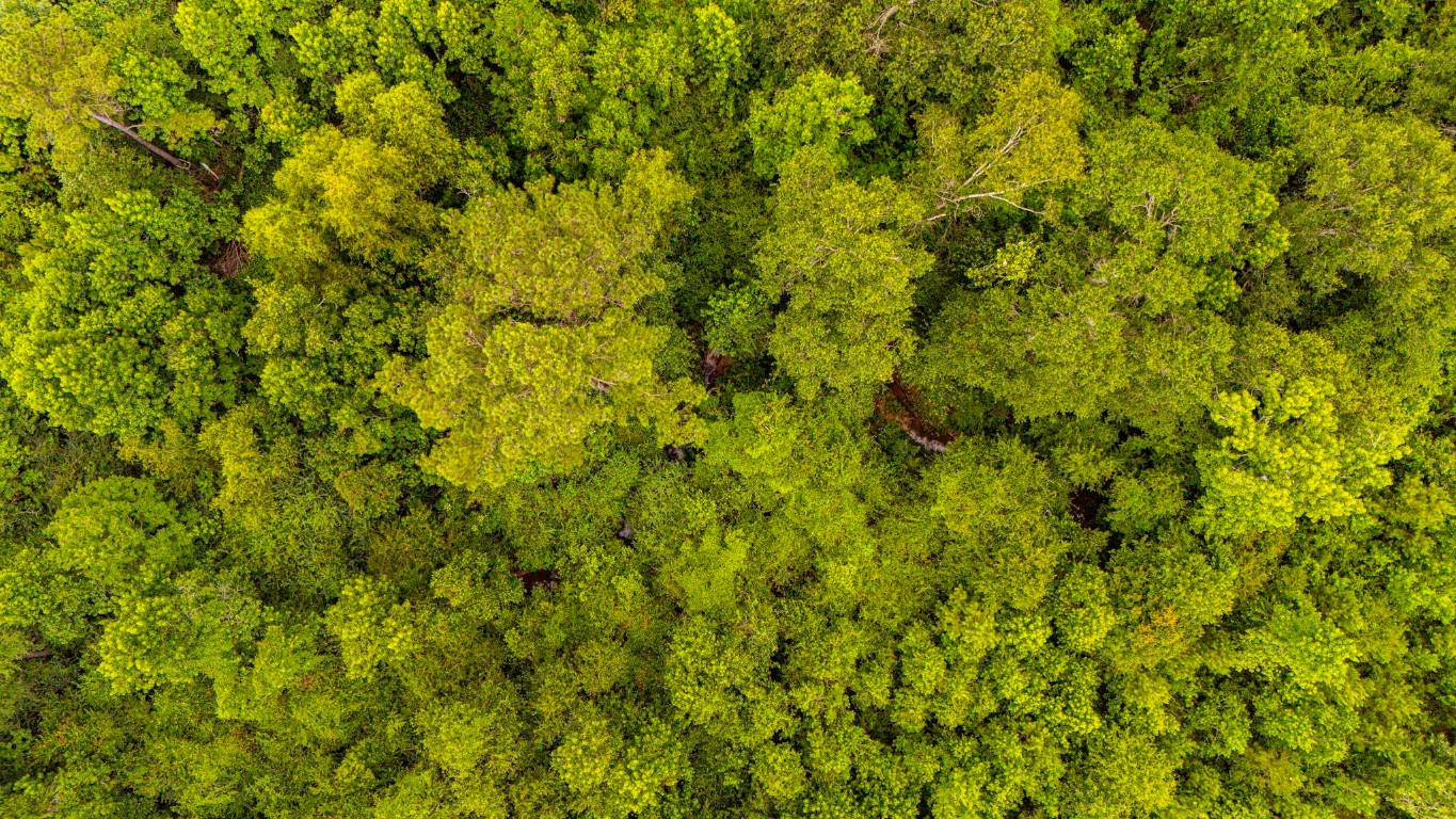 2178 County Road 2178 Cleveland, TX 77327 - Photo 3 of 10 a view of a big yard with plants and large trees