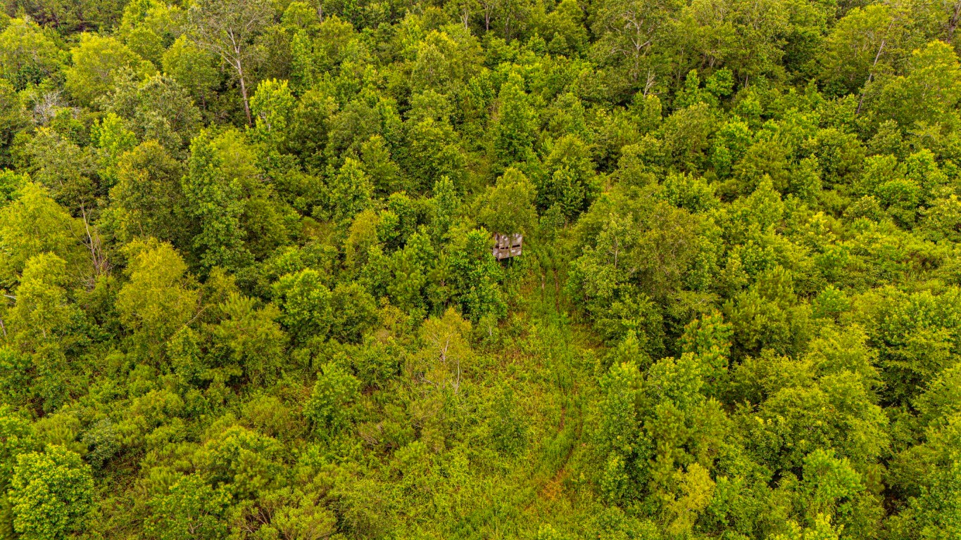 2178 County Road 2178 Cleveland, TX 77327 - Photo 6 of 10 a view of a big yard with plants and large trees