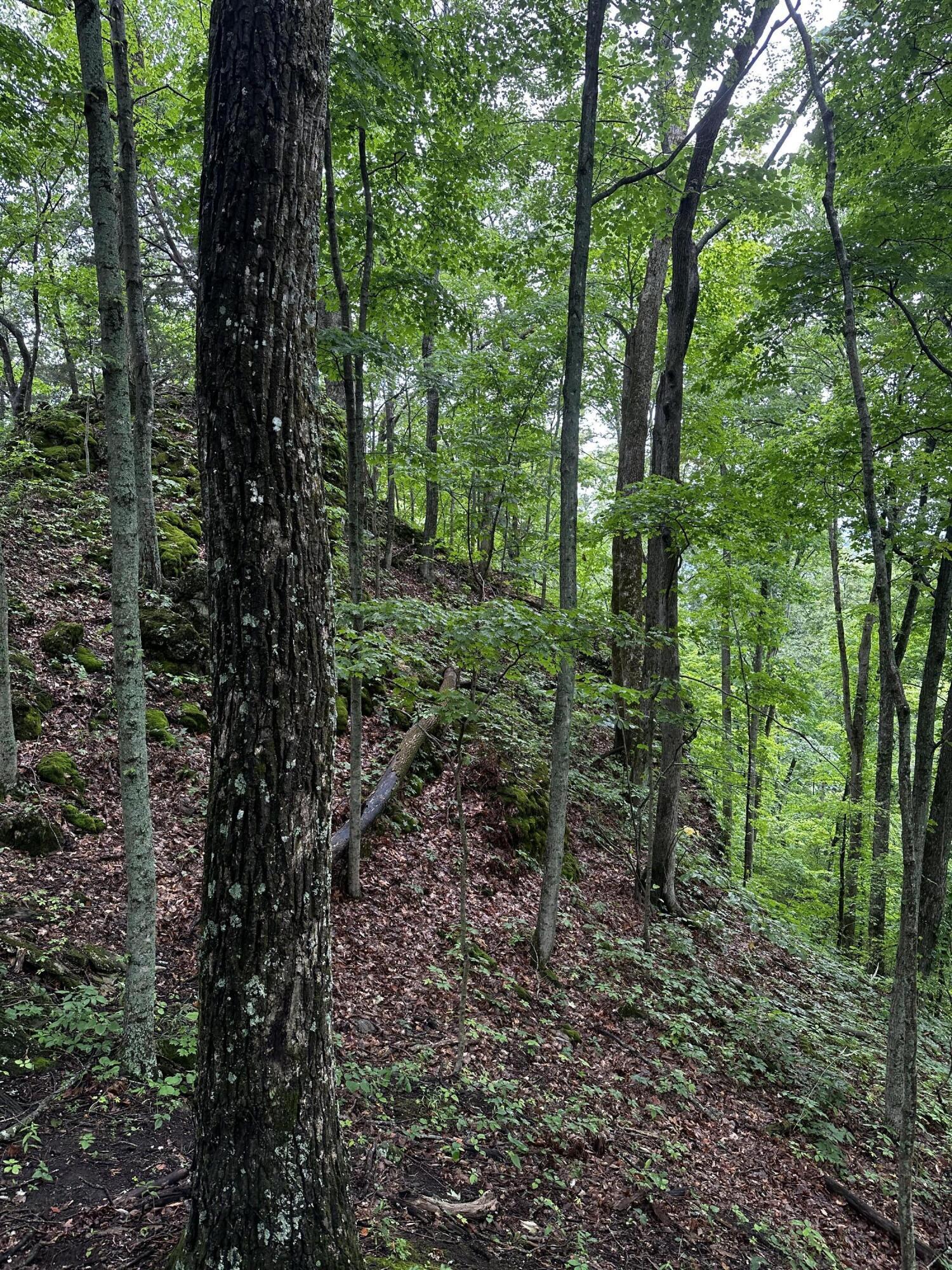 2041 Cat Creek Road Stanton, KY 40380 - Photo 20 of 23 IMG_2574