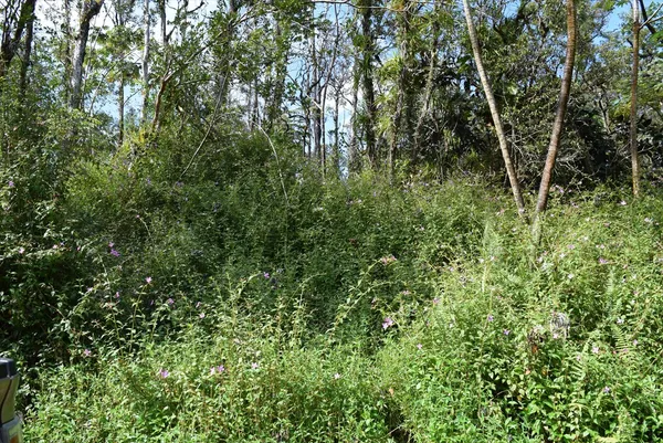 $12,000 | 14-3539 Lot 287 Kauai Road, Pahoa, HI 96778