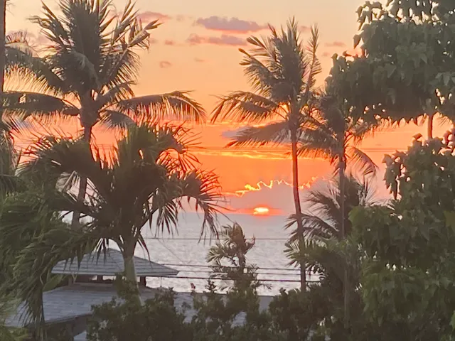 a plant that is in front of a house