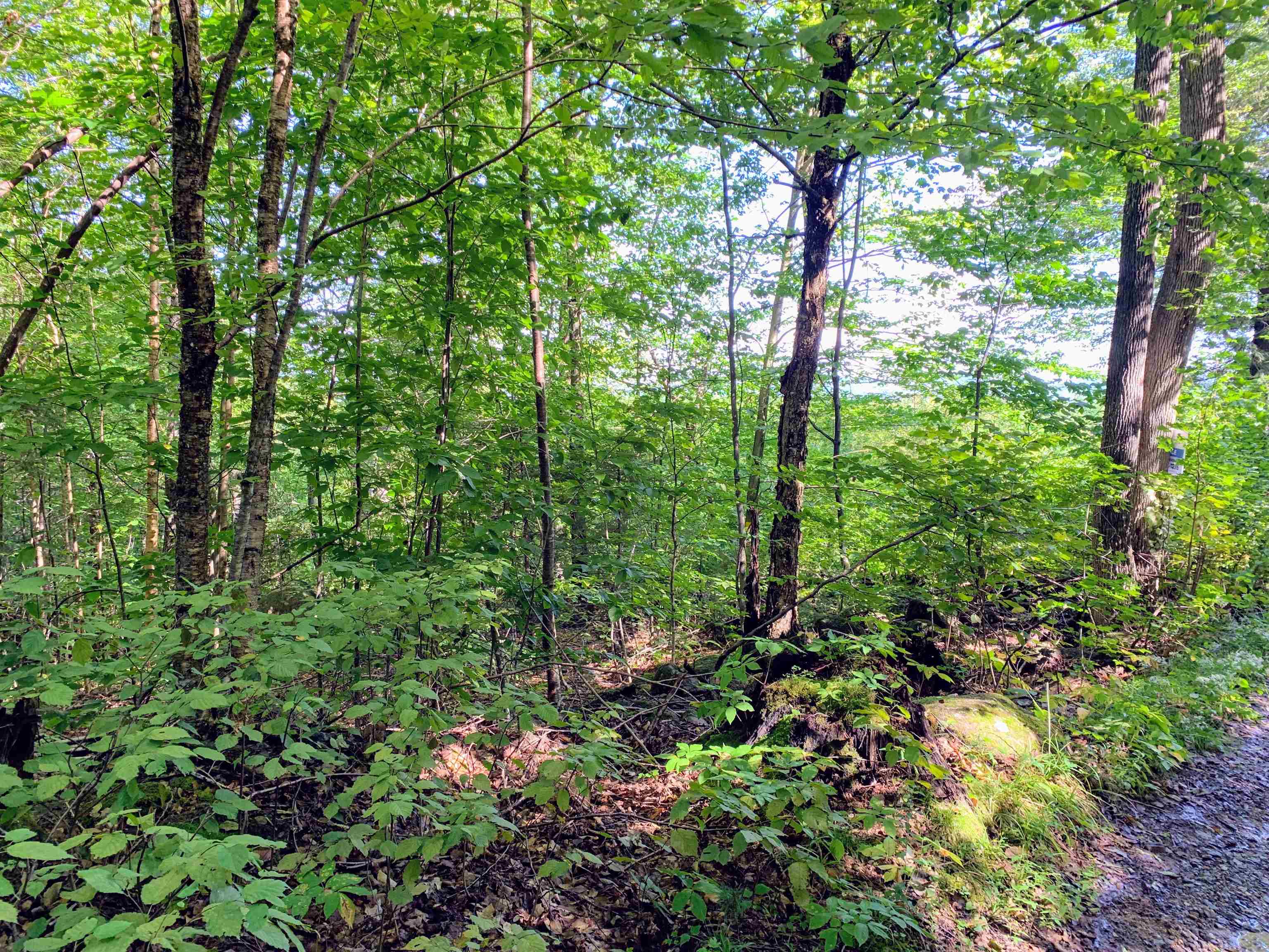 M13-l31 Kingsbury Hill Road Washington, NH 03280 - Photo 2 of 14