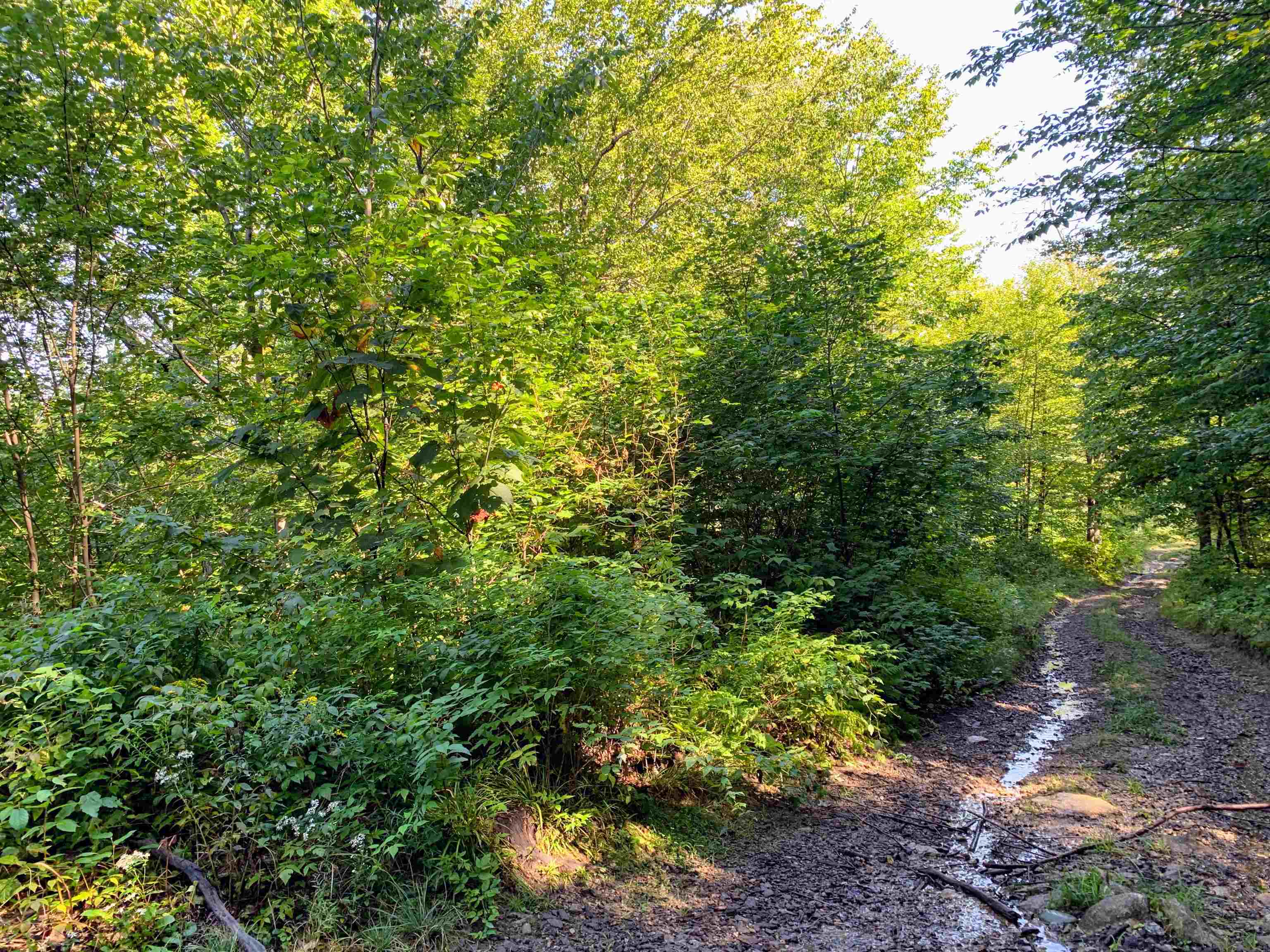 M13-l31 Kingsbury Hill Road Washington, NH 03280 - Photo 5 of 14