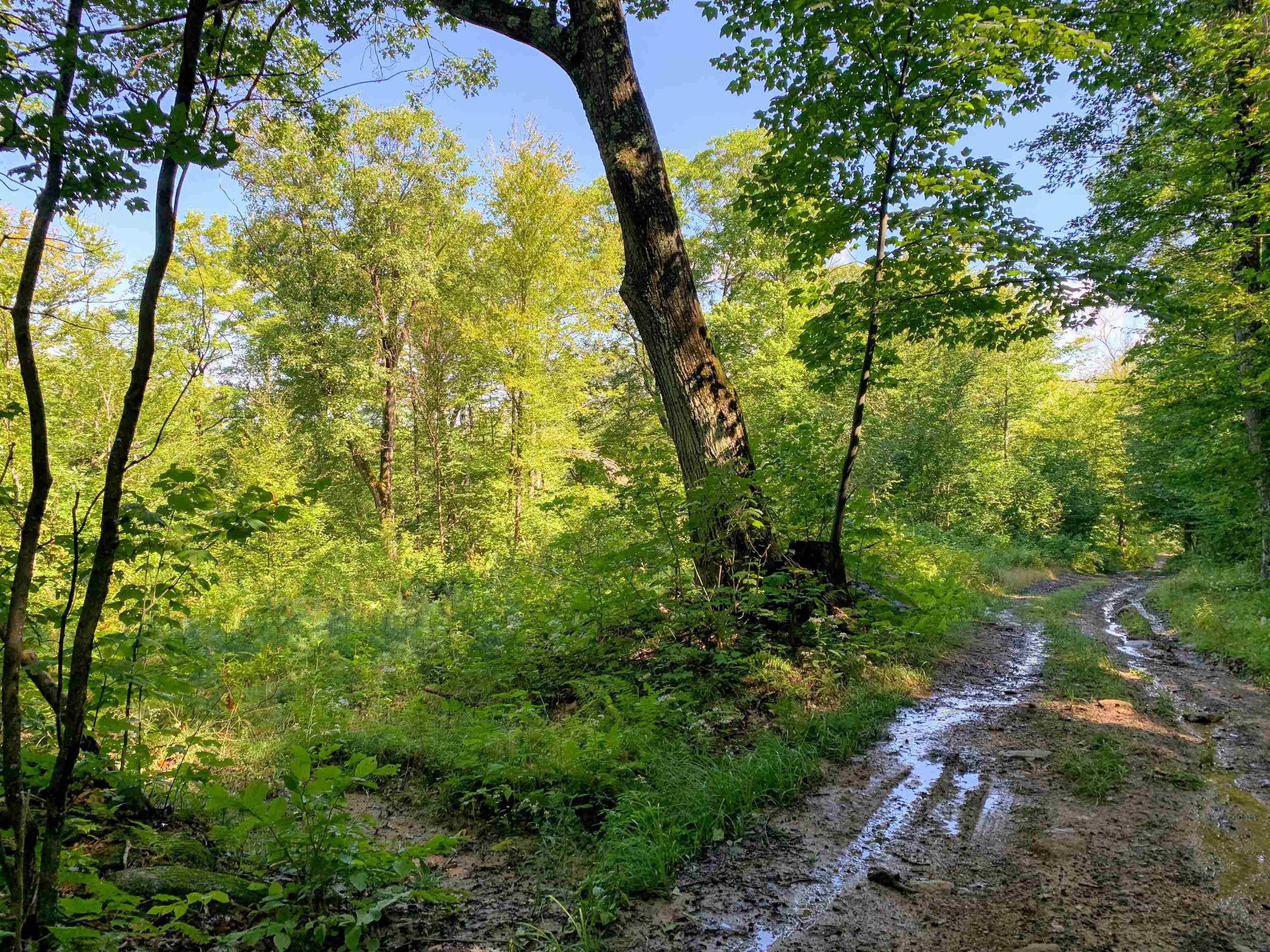 M13-l31 Kingsbury Hill Road Washington, NH 03280 - Photo 6 of 14
