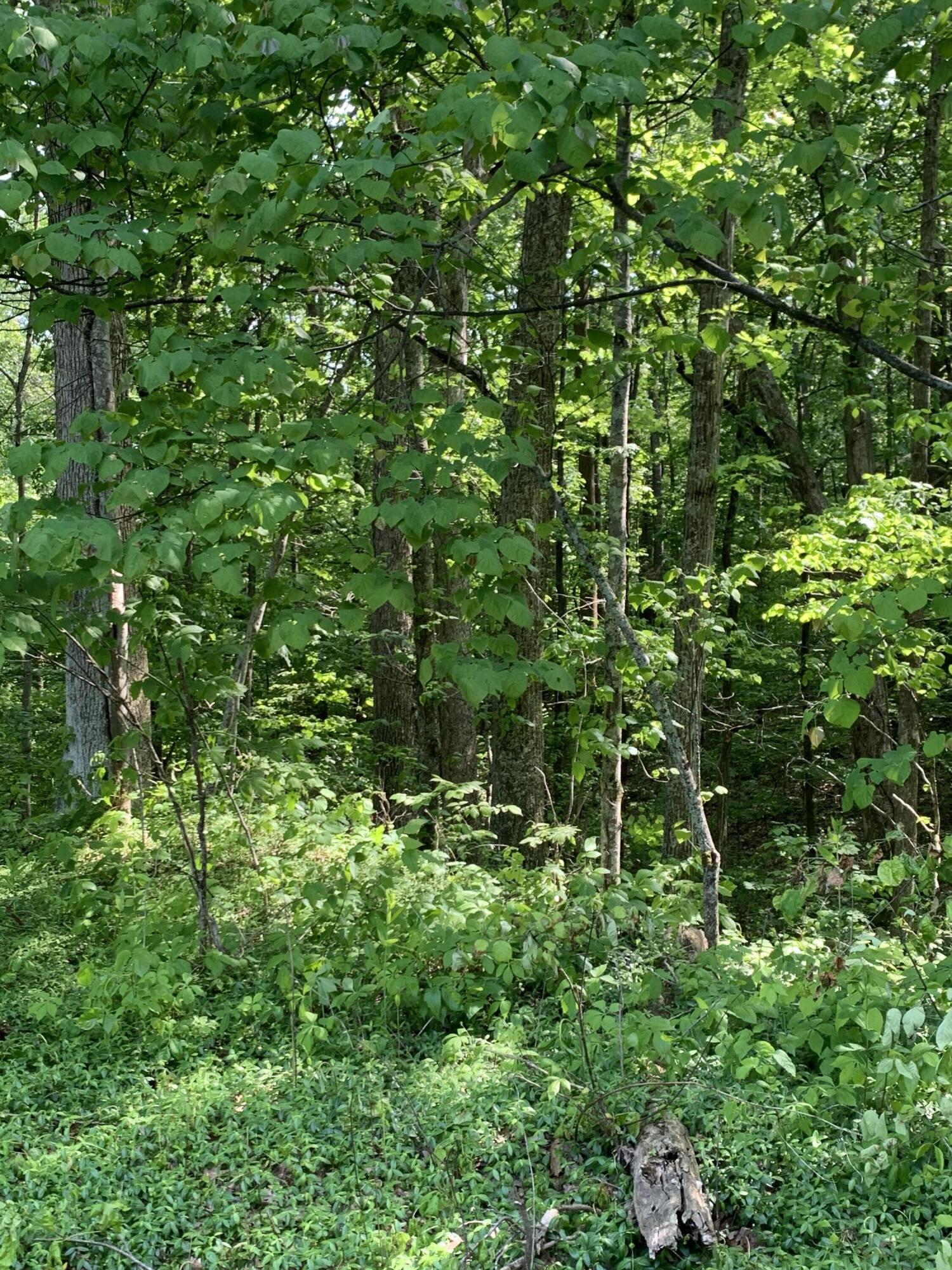 0 Pea Ridge Road Wallingford, KY 41093 - Photo 11 of 15 IMG_5055
