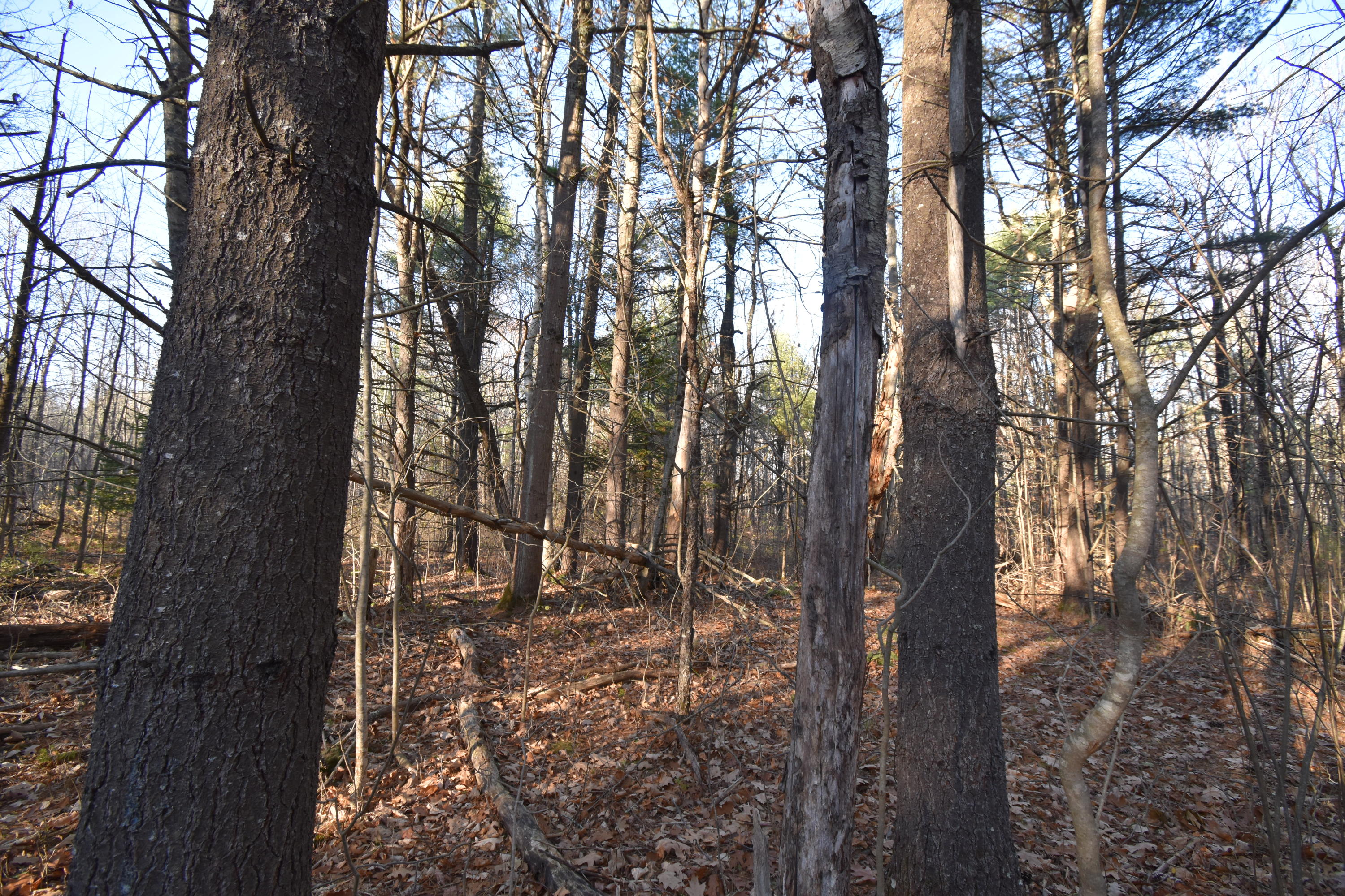 0 Lunts Hill Road Litchfield, ME 04350 - Photo 73 of 80 DSC_0930
