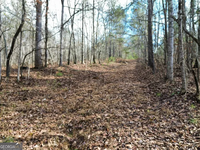 a view of a forest with trees