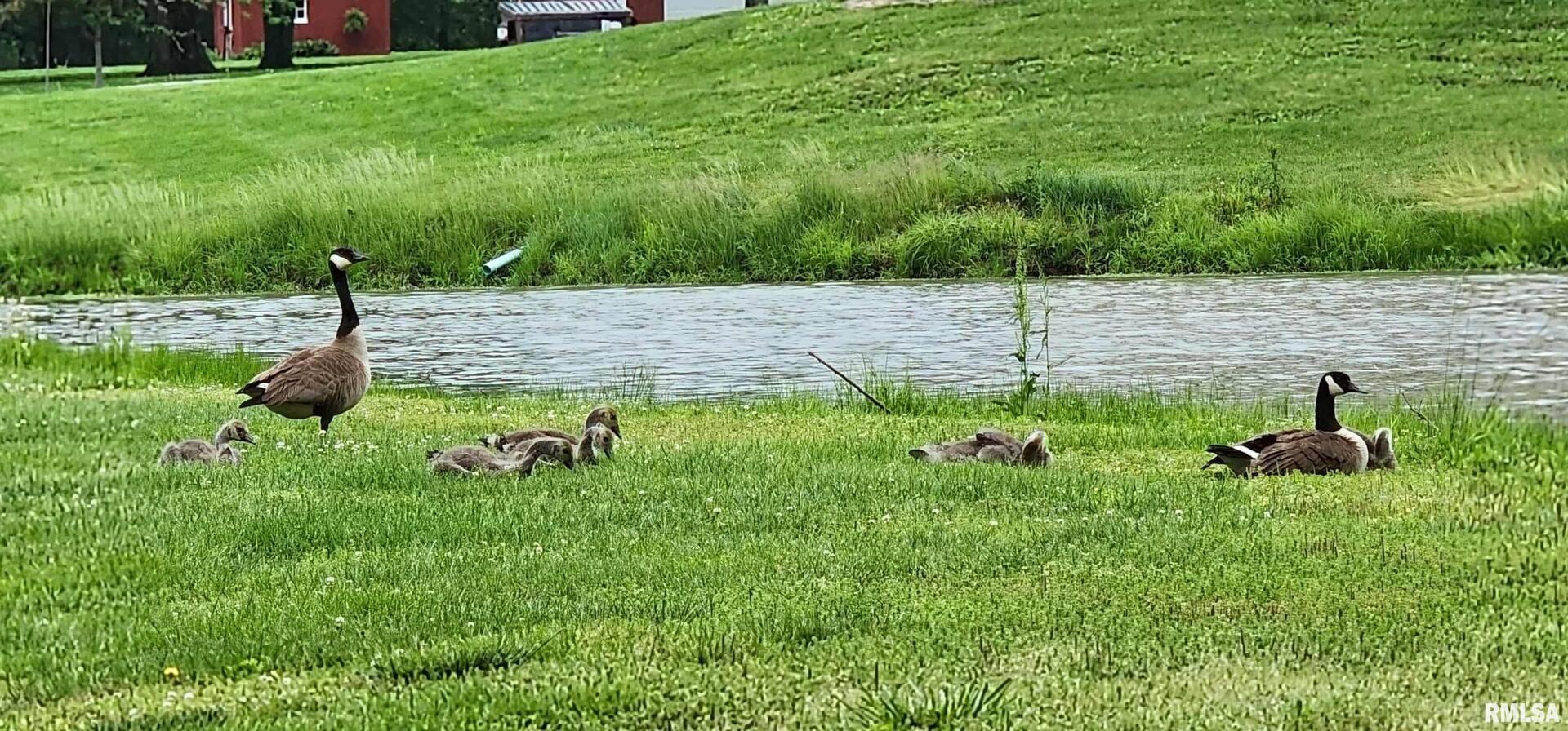 541 Dallas Road Murphysboro, IL 62966 - Photo 72 of 78 a backyard of a house with lots of green space