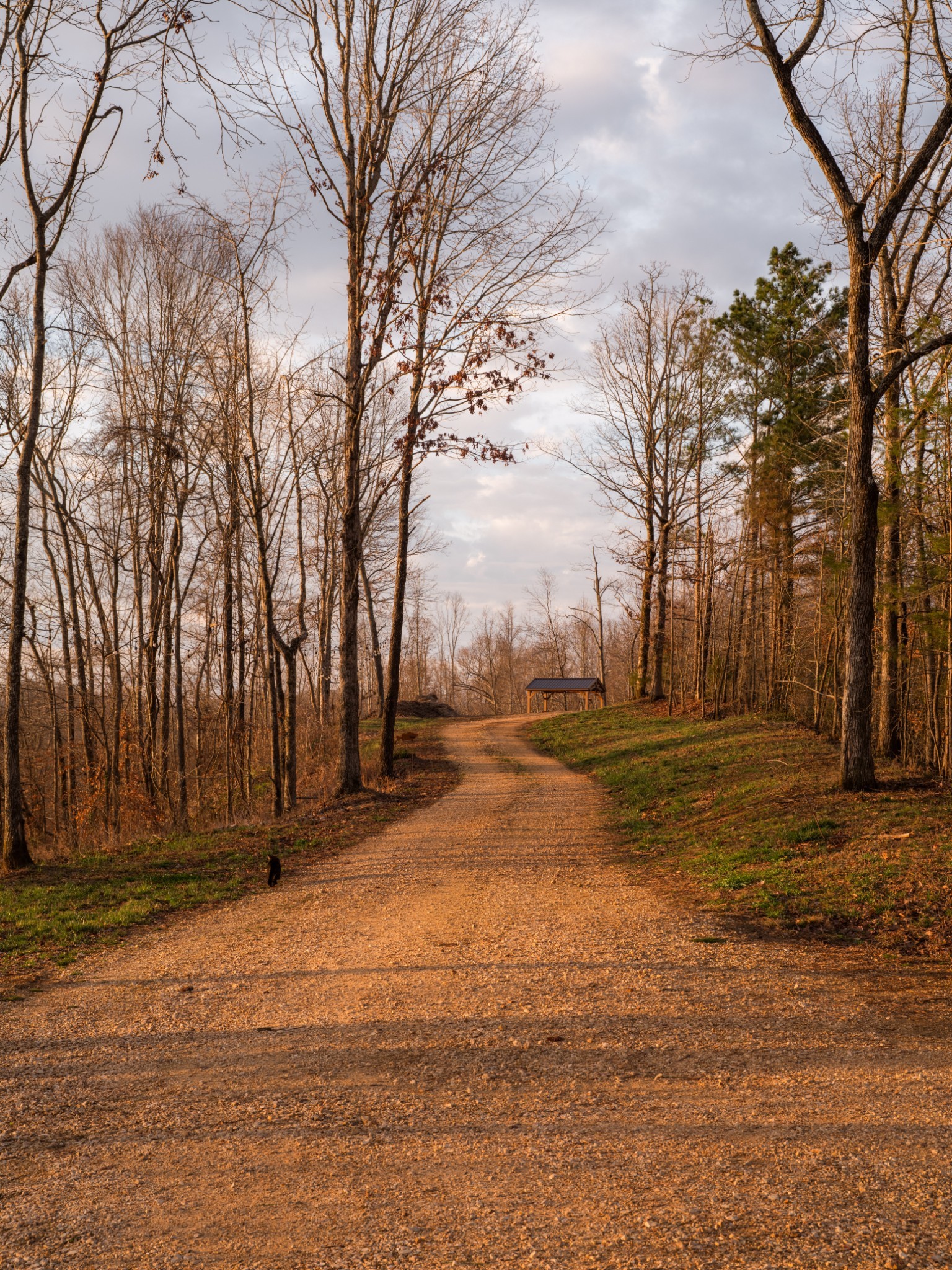 7050 Bakerville Road Waverly, TN 37185 - Photo 36 of 50 a view of dirt yard with a large tree
