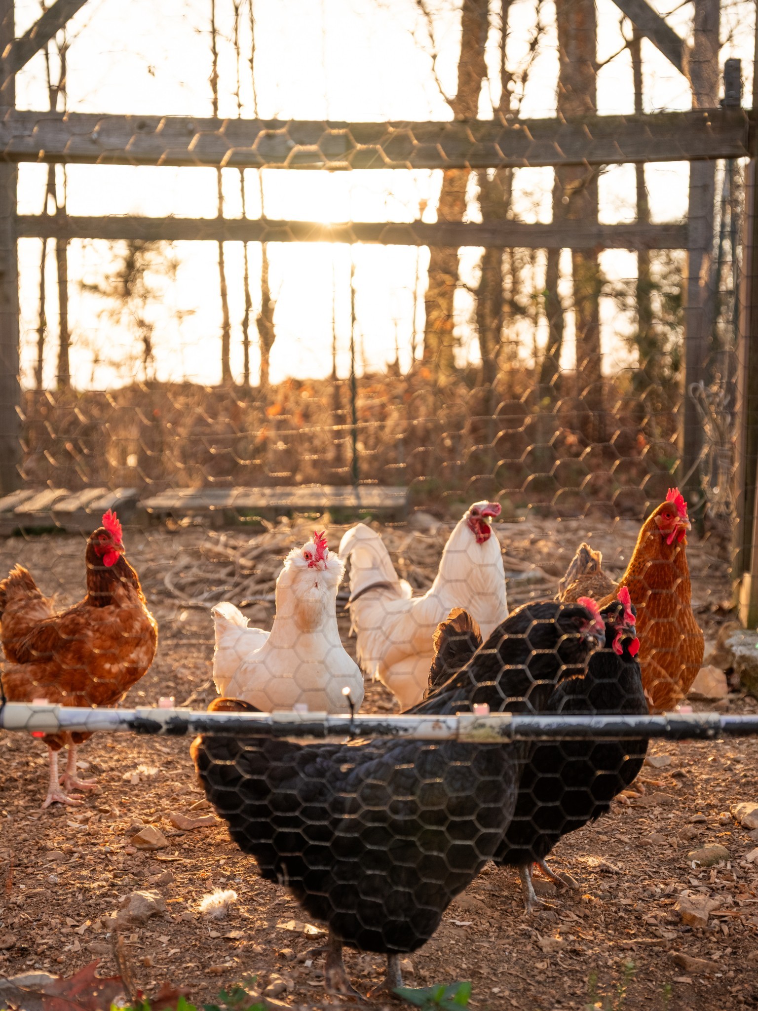7050 Bakerville Road Waverly, TN 37185 - Photo 38 of 50 a view of a vase of flowers sitting on a table