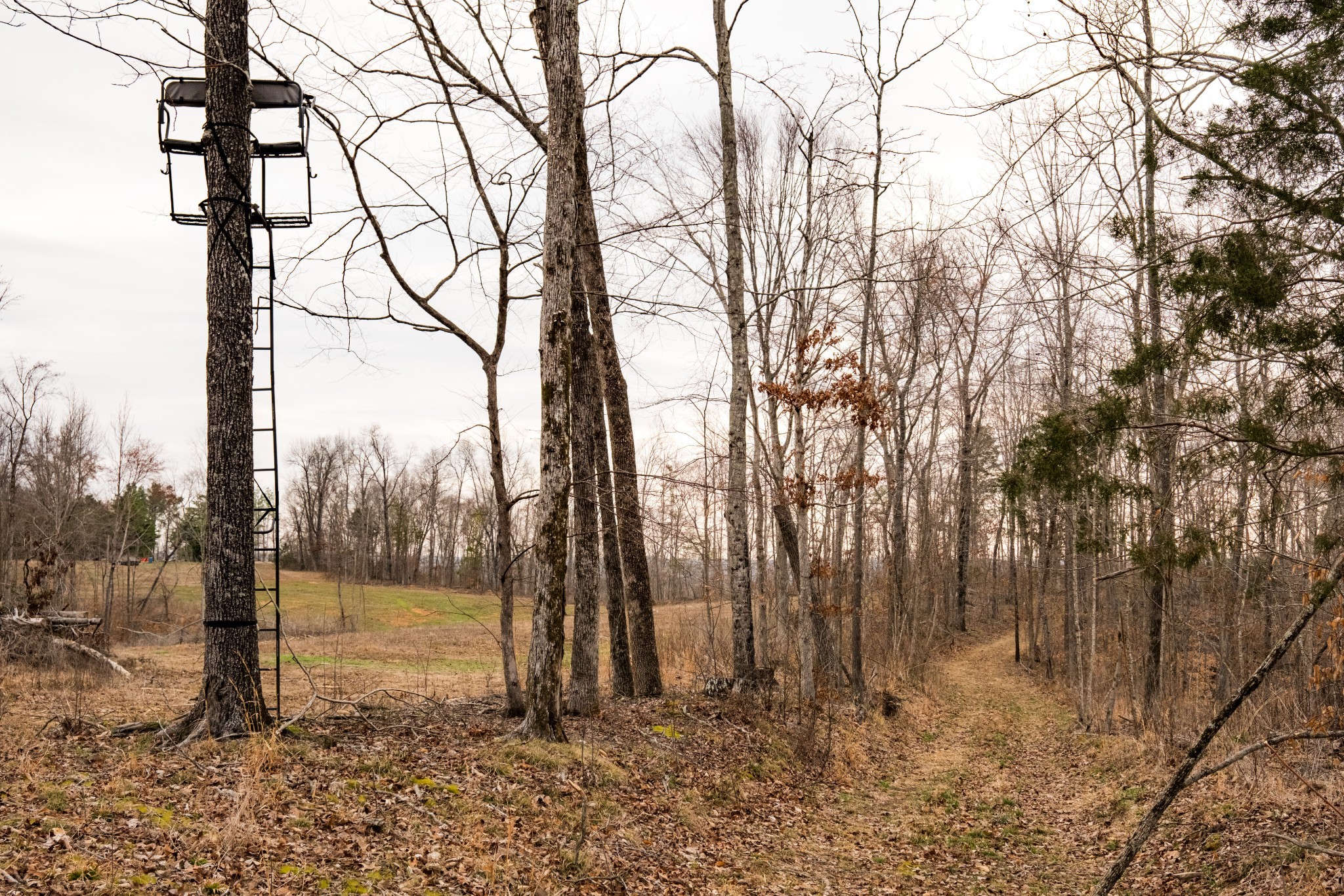 7050 Bakerville Road Waverly, TN 37185 - Photo 41 of 50 a backyard of a house with lots of green space