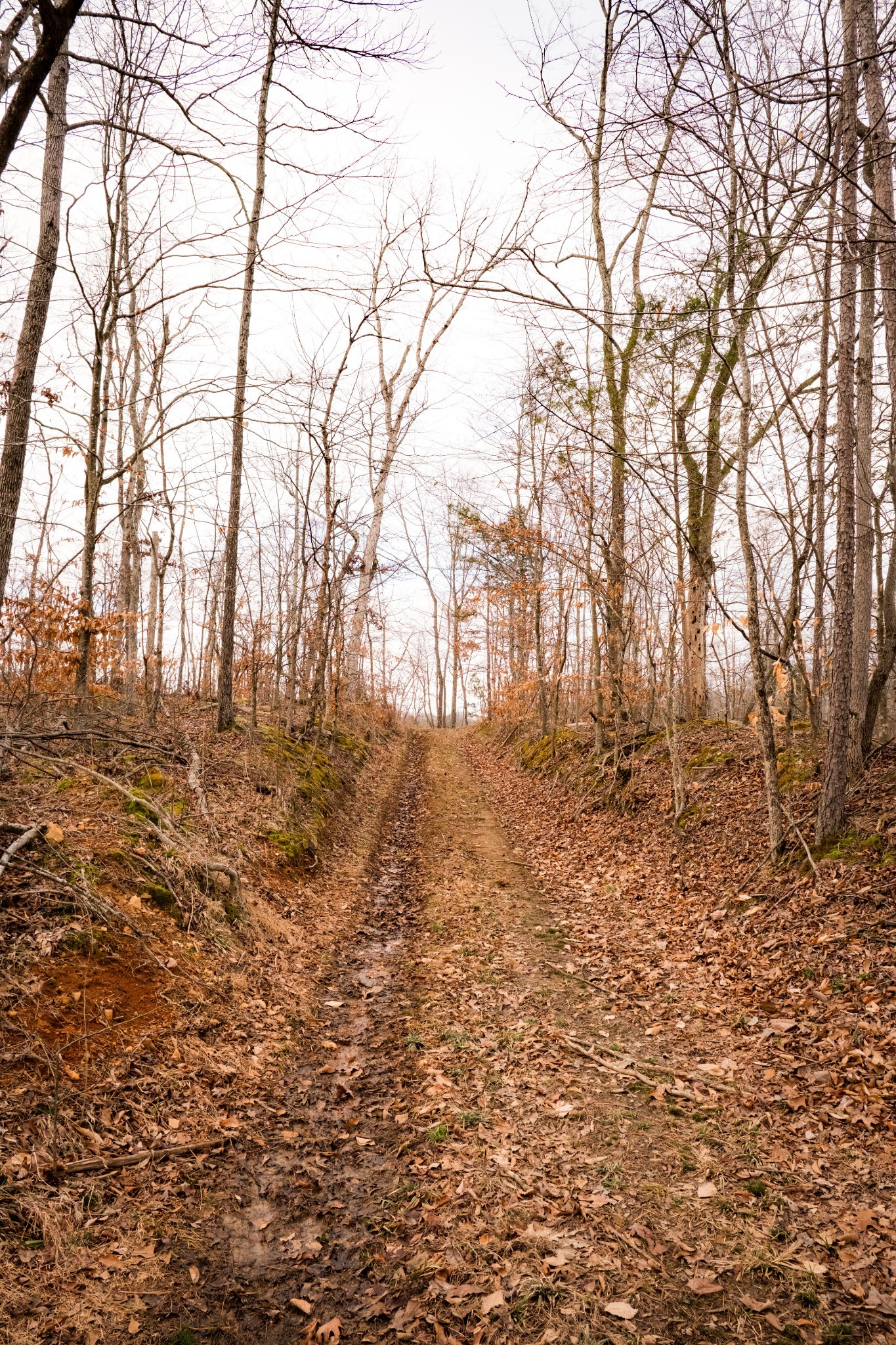 7050 Bakerville Road Waverly, TN 37185 - Photo 42 of 50 a view of empty yard