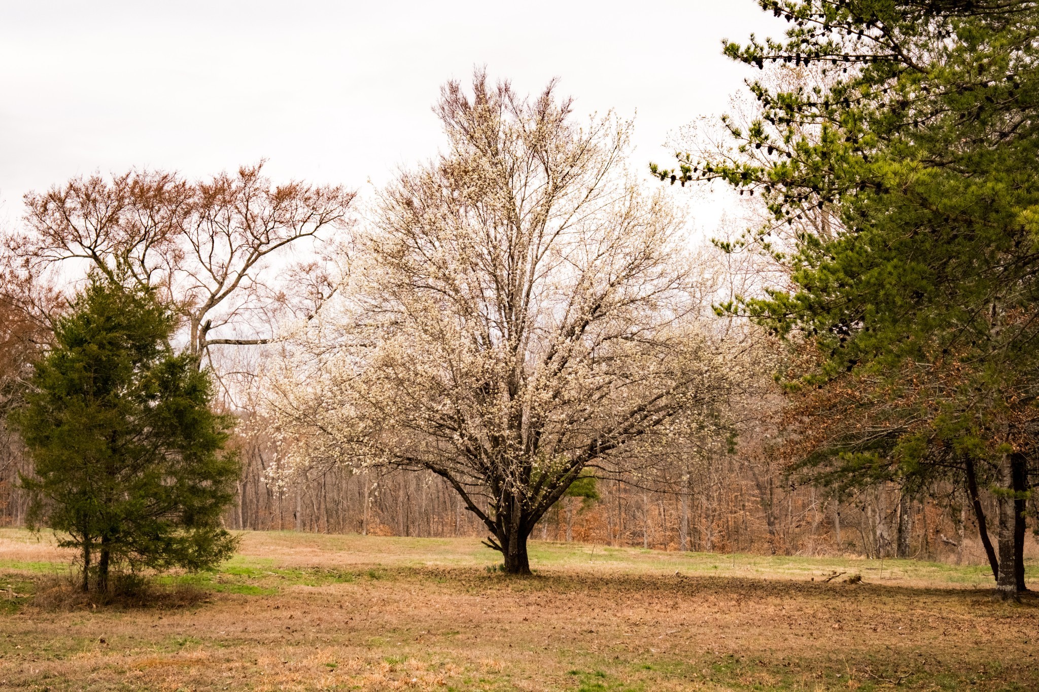7050 Bakerville Road Waverly, TN 37185 - Photo 45 of 50 a view of outdoor space with yard
