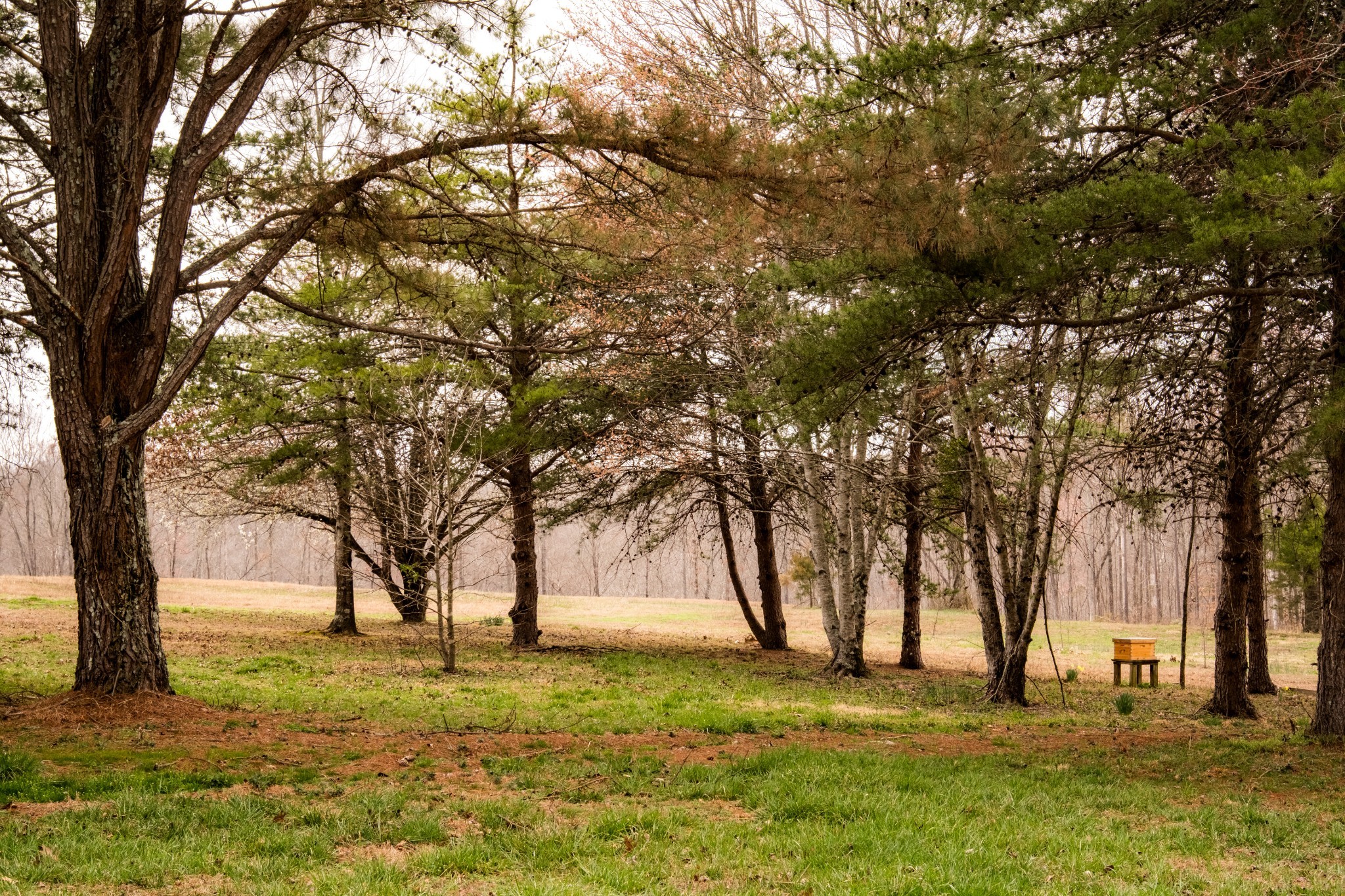 7050 Bakerville Road Waverly, TN 37185 - Photo 48 of 50 a big yard with lots of trees