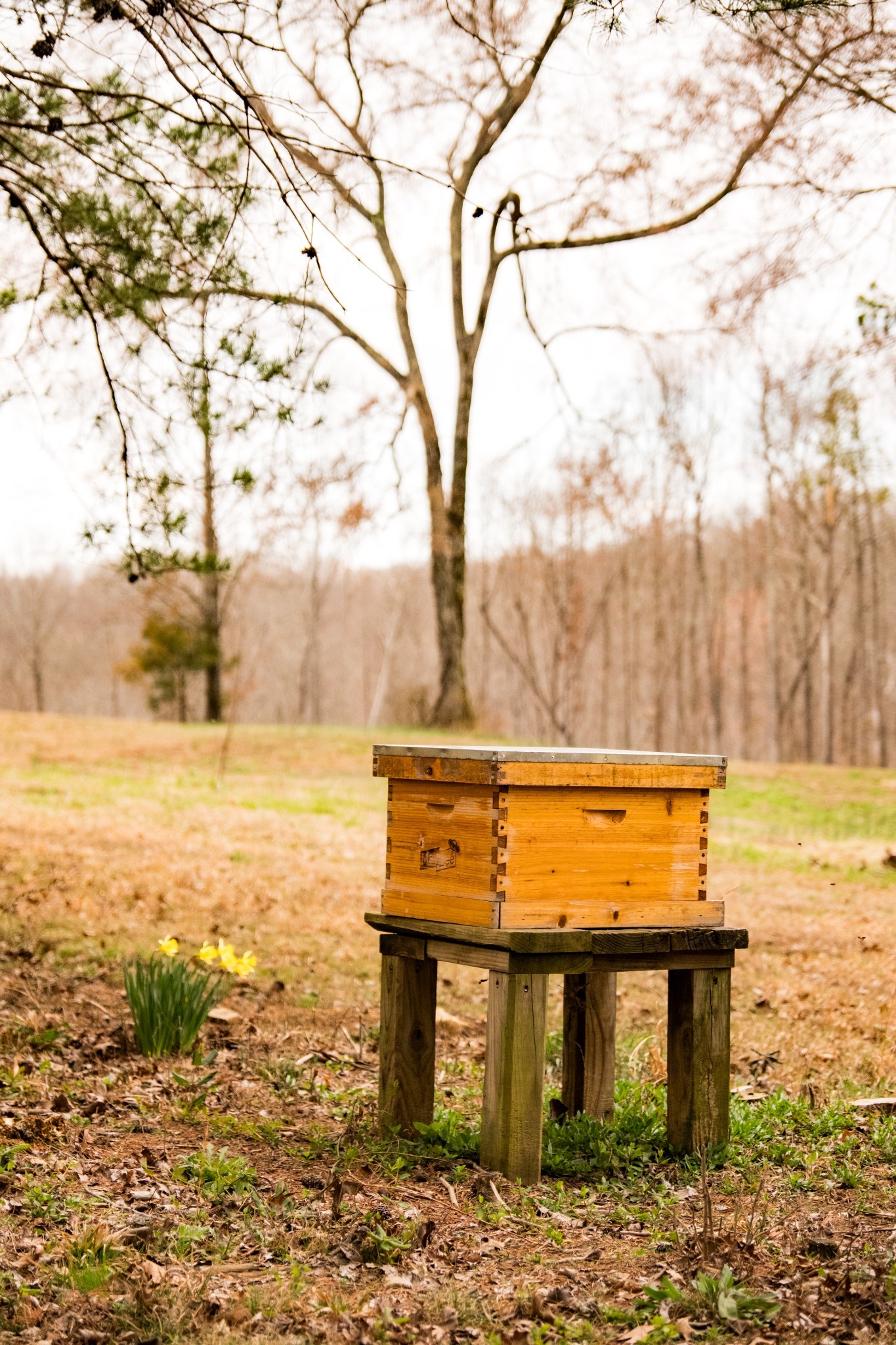 7050 Bakerville Road Waverly, TN 37185 - Photo 49 of 50 a view of a outdoor space with a large tree